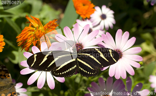 Image of Zebra Longwing Butterfly