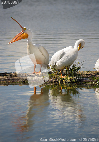 Image of Pelican Pair Birds Water Fowl Wildlife Standing Lake Klamath Ore