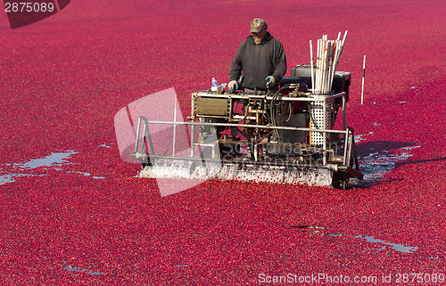 Image of Fruit Harvest