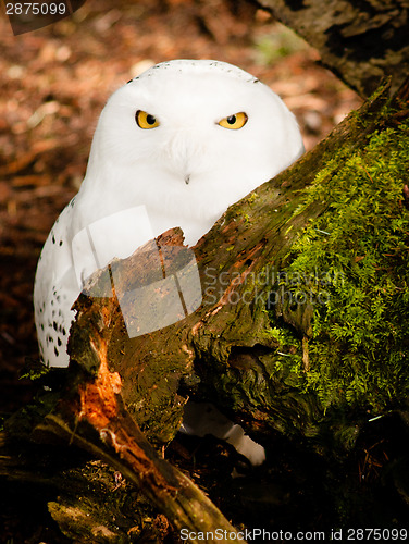 Image of Snowy Owl Large Yellow Eyed Wild Bird Prey Species