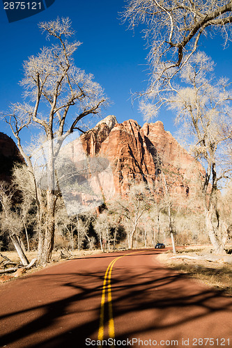 Image of Ghostly Ominius Trees Devoid of Leaves Road to Zion