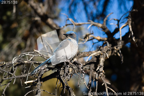 Image of Scrub Jay Blue Bird Great Basin Region Animal Wildlife