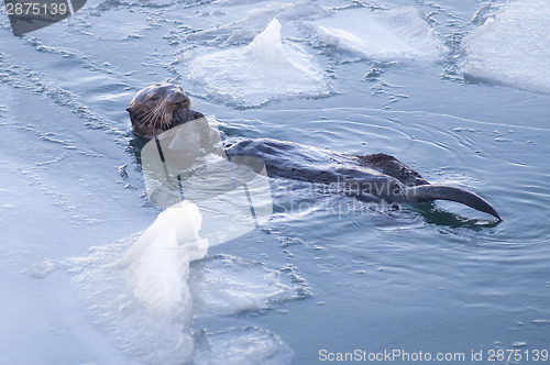 Image of Alaskan Sea Otter Cracks Seashells Floating Animal Wildlife Fish