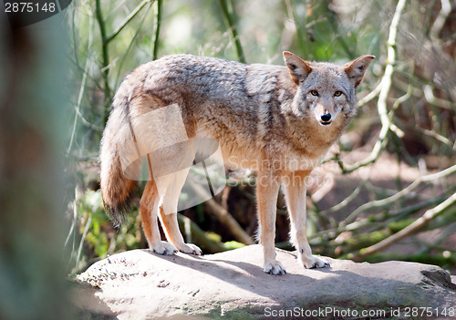 Image of Wild Animal Coyote Stands On Rock Looking At Camera