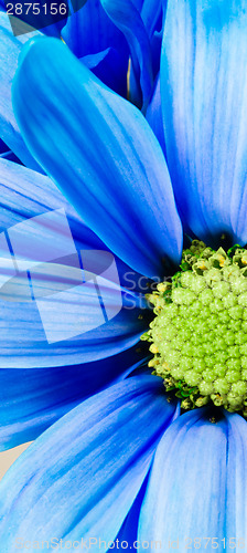 Image of Dyed Daisy Flower White Orange Petals Green Carpels Close up