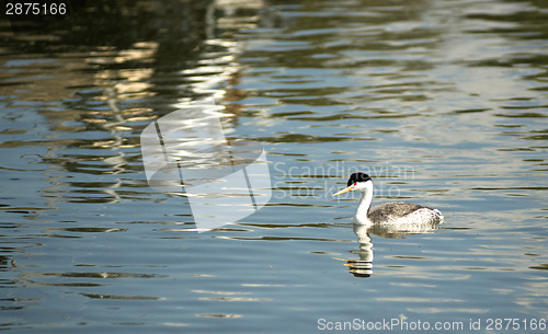 Image of Clark's Grebe Bird Wildlife Klamath Lake Oregon