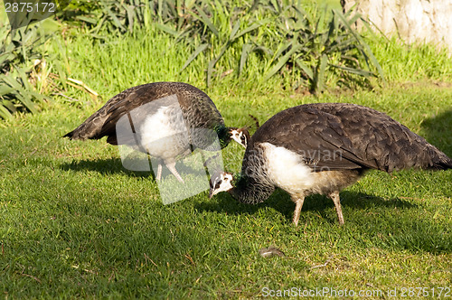 Image of Peafowl Female Peahen Flying Birds Grazing Feeding Wild Animals