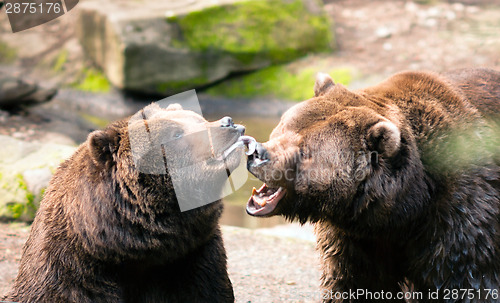 Image of Two Brown Grizzly Bears Play Around North American Animal Wildli