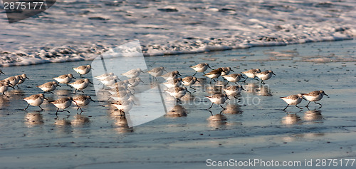 Image of Sandpiper Birds Run Up Beach Feeding Sand Ocean Surf
