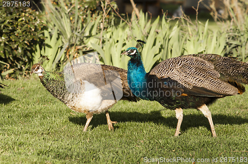 Image of Peacock Male Bird Courting His Peahen Female Mate Wild Animals