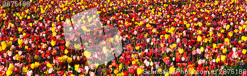 Image of Neat Rows of Tulips Colorful Flowers Farmer's Bulb Farm