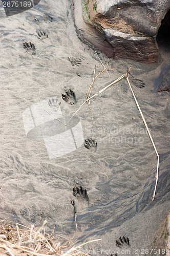 Image of Wild Animal Tracks Beach Sand Near Ocean Waterfront Wild Place