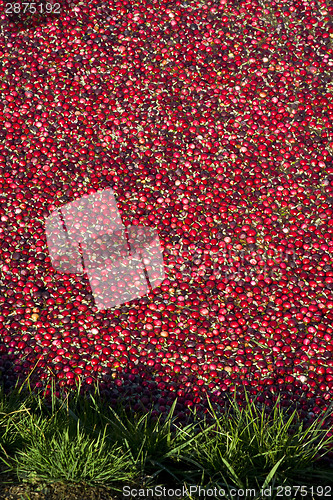 Image of Cranberry Bog