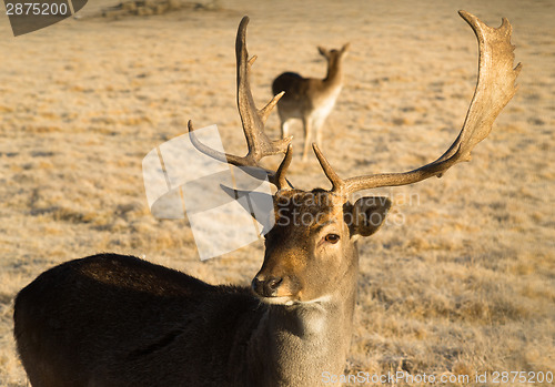 Image of Beautiful Engaged Wildlife Young Male Buck Elk Antlers Horns