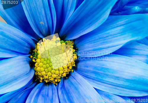 Image of Dyed Daisy Flower White Orange Petals Green Carpels Close up