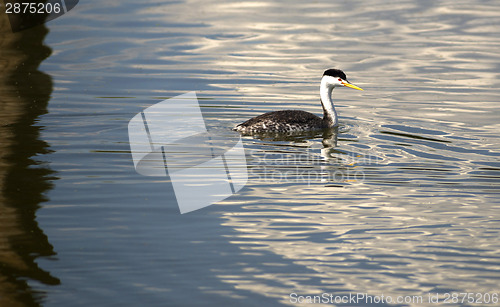 Image of Clark's Grebe Bird Wildlife Water Fowl Outdoor Klamath Lake Oreg