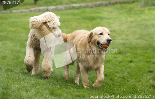 Image of Happy Golden Retreiver Dog with Poodle Playing Fetch Dogs Pets