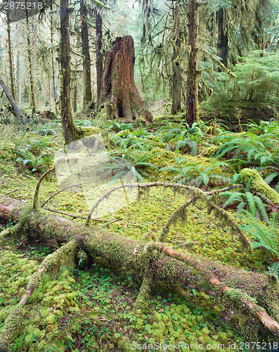 Image of Cedar Trees Deep Forest Green Moss Covered Growth Hoh Rainforest