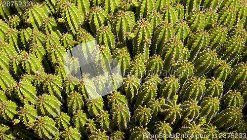 Image of Cactus Festival