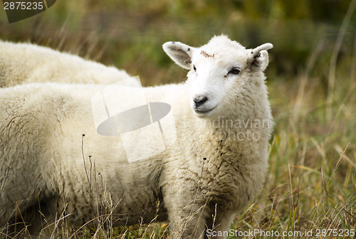 Image of Sheep Ranch Livestock Farm Animal Grazing Domestic Mammal