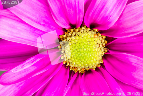 Image of Dyed Daisy Flower White Orange Petals Green Carpels Close up