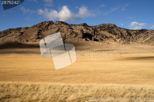 Image of Yellow Grain Grassland Growing Scenic Valley Northern Rocky Moun