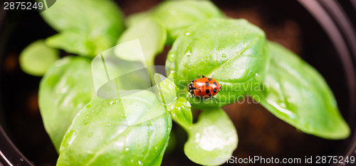 Image of New Start PLant Sweet Basil Herb Leaf Ladybug Insect 