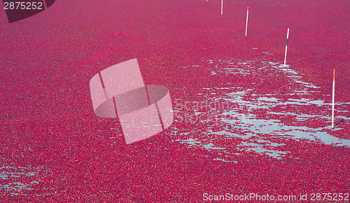 Image of Cranberry Bog