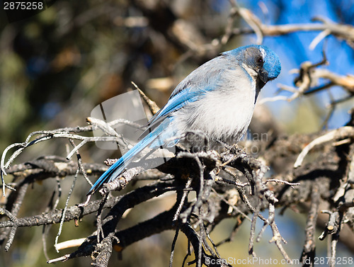Image of Scrub Jay Blue Bird Great Basin Region Animal Wildlife