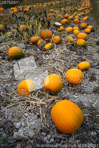 Image of Farm Scene Halloween Vegetable Growing Autumn Pumpkins Harvest R
