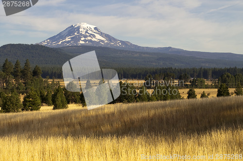 Image of Golden Grassland Countryside Mount Adams Mountain Farmland Lands