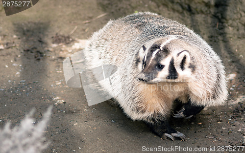 Image of North American Short Legged Badger Wild Animal Mustelidae Family