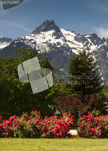 Image of Whitehorse Mountain Rhododendrons Cascade Mountains Washington V