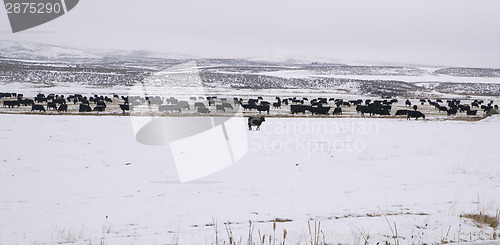 Image of Domestic Farm Animals Cows Winter Landscape Frozen Country Farm