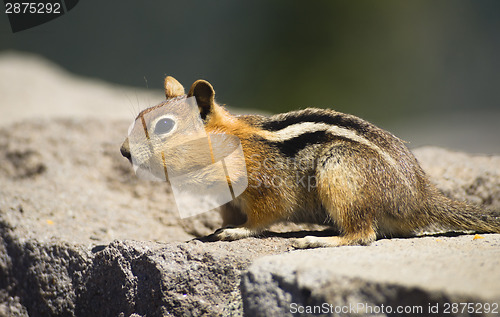 Image of Wild Animal Chipmunk Stands Eating Filling up For Winter Hiberna