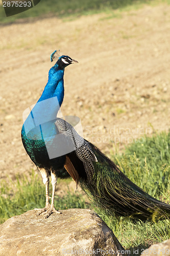 Image of Peacock Male Bird Standing Soaking Sun on Rock Wild Animal