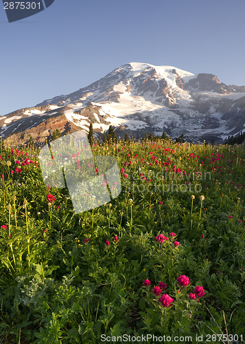 Image of Late Summer Wildflowers Mt. Rainier National Park Skyline Trail