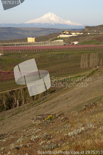 Image of Fruit Orchards Washington Countryside Mount Hood Cascade Range V