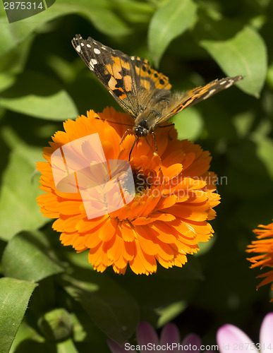 Image of Butterfly Feeding