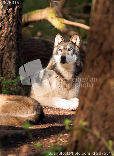 Image of North American Timberwolf Wild Animal Wolf Canine Predetor Alpha