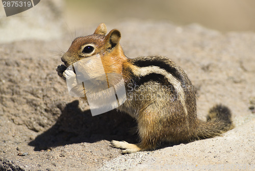 Image of Wild Animal Chipmunk Stands Eating Filling up For Winter Hiberna