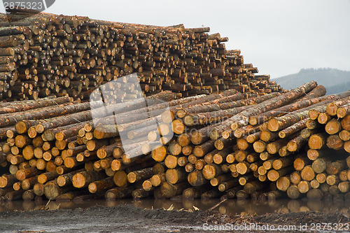 Image of Lumber Mill Log Pile Wood Tree Trunks Waiting for Processing