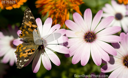 Image of Painted Lady