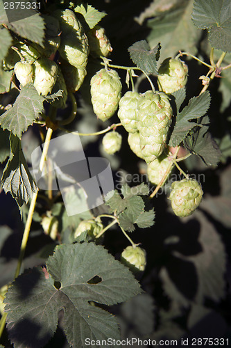 Image of Hops Plants Buds Growing in Farmer's Field Oregon Agriculture