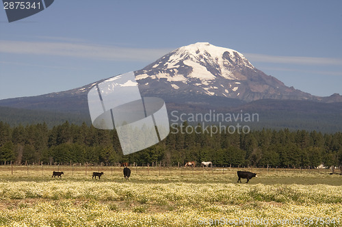 Image of Grazing Cattle Ranch Countryside Mount Adams Mountain Farmland L