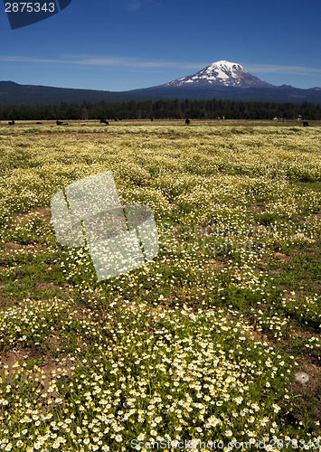 Image of Grazing Cattle Ranch Countryside Mount Adams Mountain Farmland L