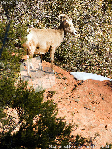 Image of Wild Animal Alpine Mountain Goat Sentry Protecting Band Flank Fo