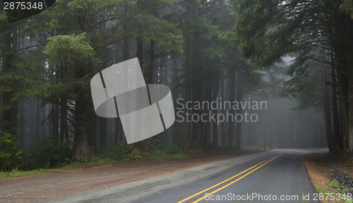 Image of Through the Woods