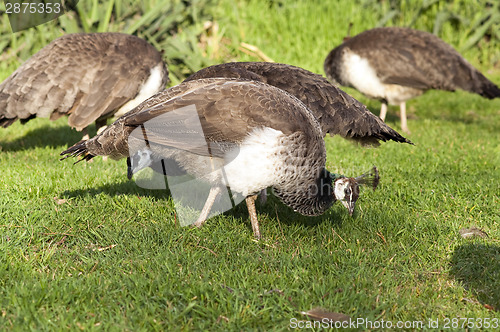 Image of Peafowl Female Peacock Flying Birds Grazing Feeding Wild Animals