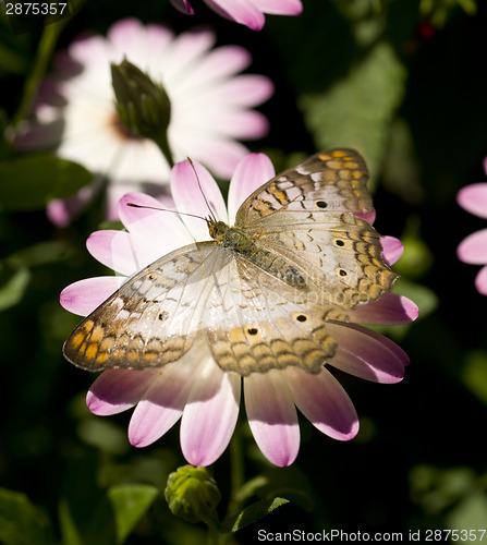 Image of White Peacock
